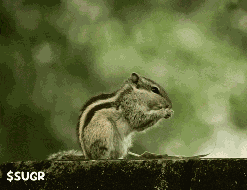 Eating A Nut Eating-a-nut GIF