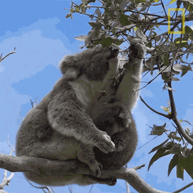 Eating Koalas101 GIF