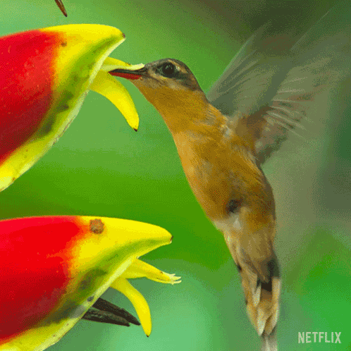 Eating Nectar Our Living World GIF
