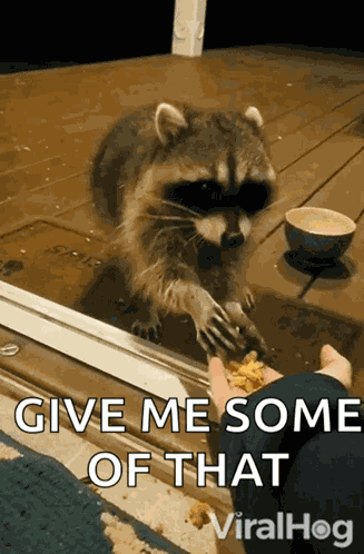 Eating Raccoon Viralhog GIF