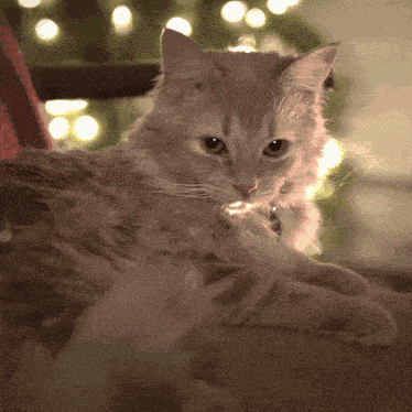 Edgar Rachelhardy GIF