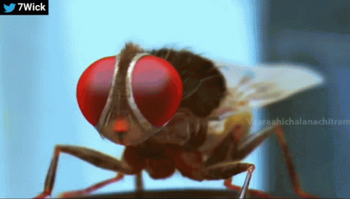 Eega Makkhi GIF
