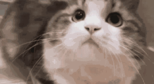 Egentlig Ark GIF