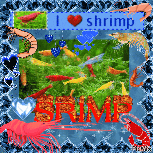 El Shrimp Shrimps GIF