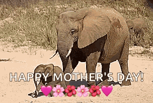 Elephant Baby GIF