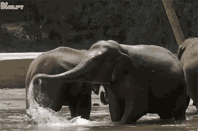 Elephant Bathing Snanam GIF