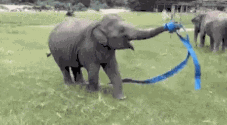 Elephant Ribbon Dance GIF