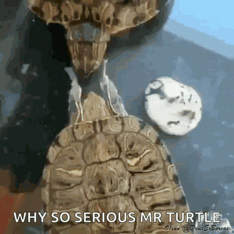 Elias Turtle Wake Up GIF