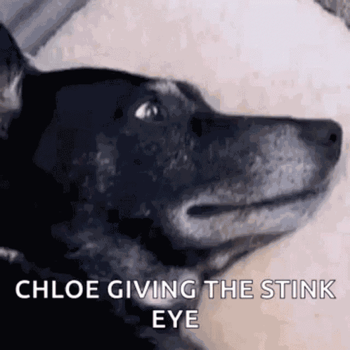 Ella Suspicious Dog Ella GIF
