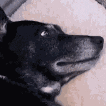 Ella Suspicious Dogella GIF
