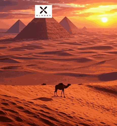 Elmonx Egypt GIF