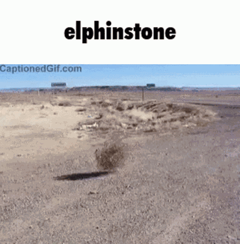 Elphinstone Castlemaine GIF
