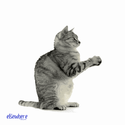 Elsewhere Network The Elsewhere Network GIF