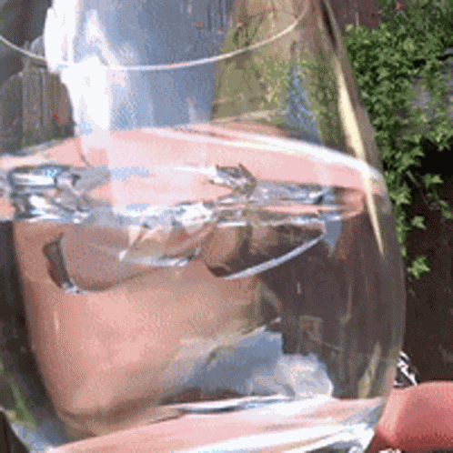 Elv Elvni GIF