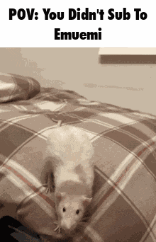 Emuemi Rat GIF