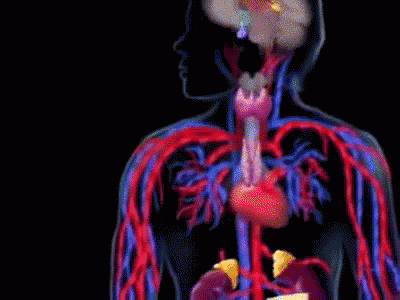 Endo GIF