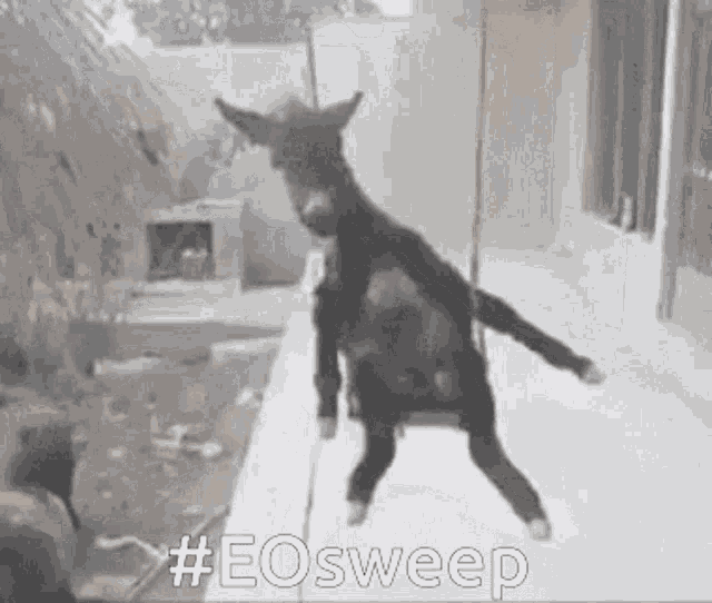 Eo Cannes GIF