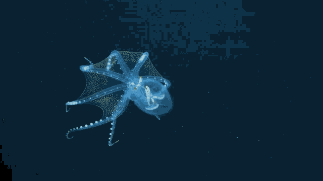 Equatorialcorals Deepseacorals GIF