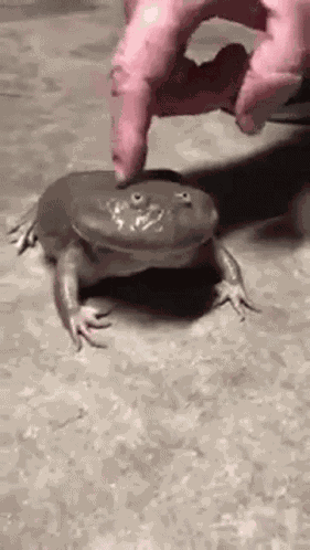 Escape Frog GIF