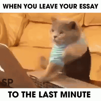 Essay Cat GIF