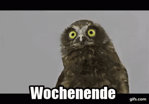 Eule: Wochenende GIF
