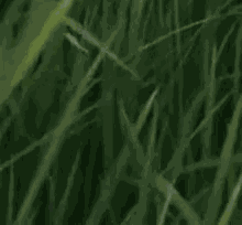 Europe GIF