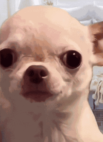 Evi Dawg Chihuahua GIF