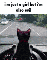 Evil Cat Kitty Cat GIF