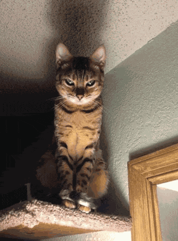Evil Cat Meme