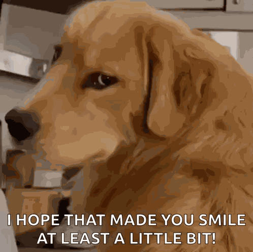 Evil Dog Dog GIF