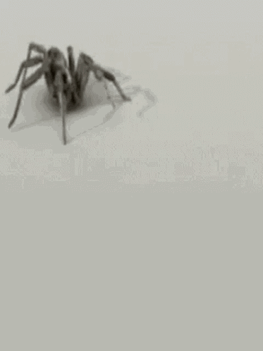 Eww A Spider GIF