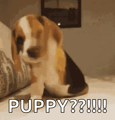 Excited Dog GIF