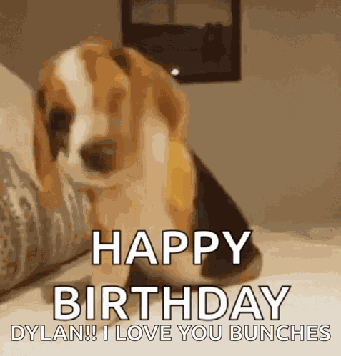 Excited Dog GIF