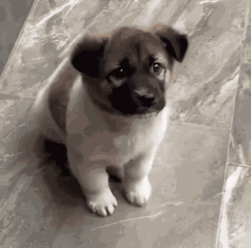 Excited Excited Dog GIF