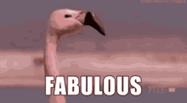 Fabulous Absolutely GIF
