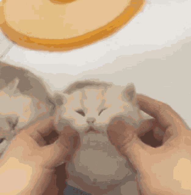 Face Massage Kitten GIF