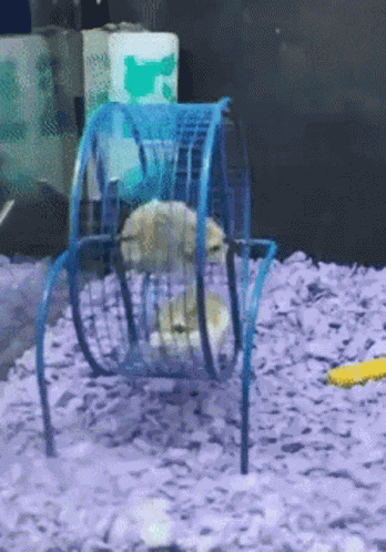 Fail Failing GIF