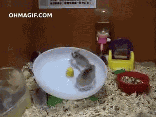 Fail Wheel GIF