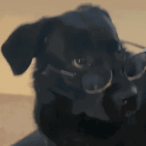 Fairysoobs Dog GIF