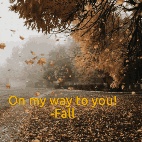 Fall Love GIF