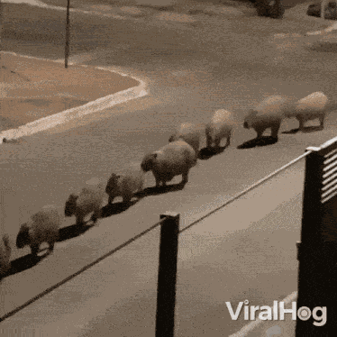 Falling In Line Viralhog GIF