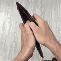 Famous Fox Famous Fox Federation GIF