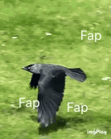 Fap Branler GIF