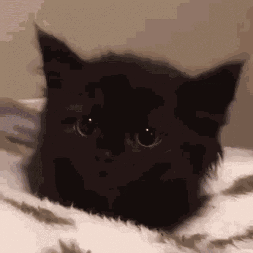 Farheen Fernheen GIF