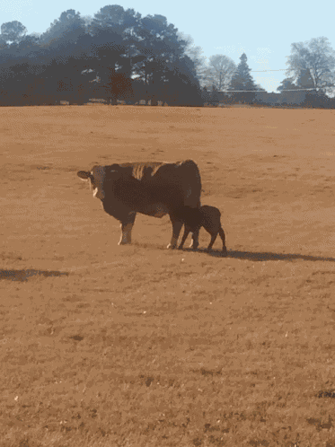 Farm Animals Cows GIF