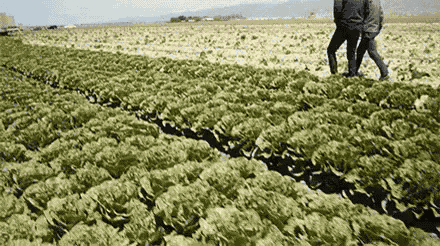 Farm GIF