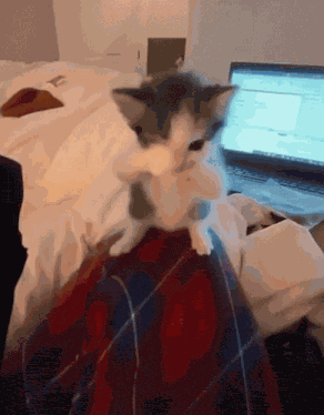 Farma Gato Farmando Aura GIF
