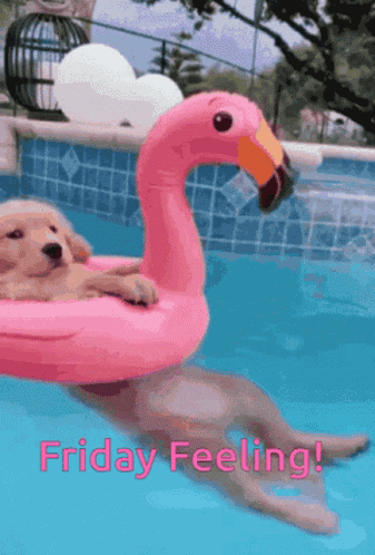 Farryl GIF