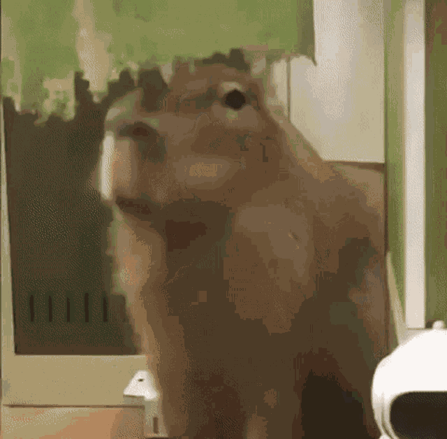 Farthyun Capybara GIF