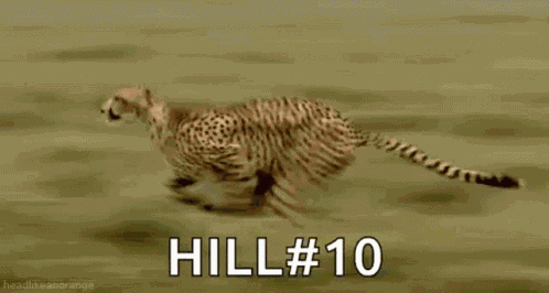 Fast Animal GIF